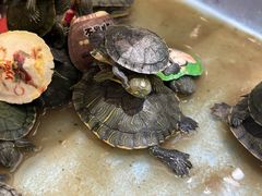 -万达广场(南京江宁店)