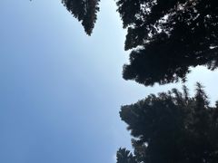 -深圳仙湖植物园