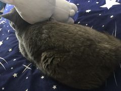 -美联众合动物医院·24h转诊中心
