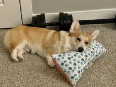 -爱妮康宠物医院·干细胞免疫细胞·肿瘤·心脏(张江店)