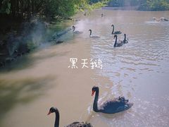 -广州长隆飞鸟乐园
