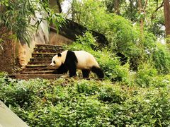 -中国大熊猫保护研究中心雅安碧峰峡基地
