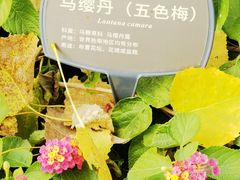 -国家植物园