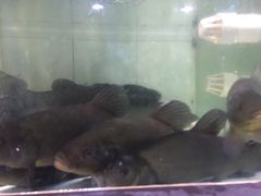 -天鹰观渔(梦园店)