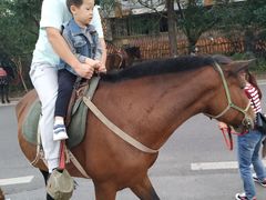 -铁山坪森林公园