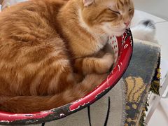 -平行世界·猫咖(首经贸店)
