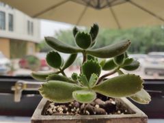 -隹木咖啡馆(宝龙广场店)