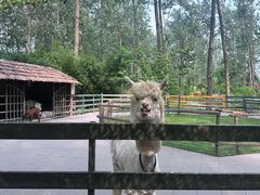 -合肥滨湖国家森林公园