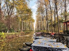 -合肥滨湖国家森林公园