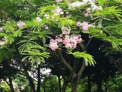 -金花茶公园