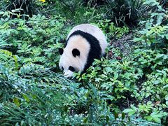 -成都大熊猫繁育研究基地