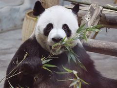 -栾川竹海野生动物园