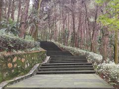 -铁山坪森林公园