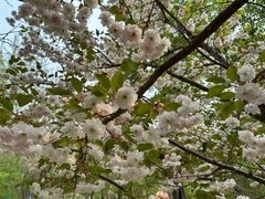 -长白岛森林公园