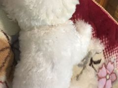 -严国平动物医院(德政总院)