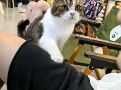 -平行世界·猫咖(首经贸店)