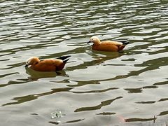 -河北省园博园