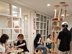 -楼上猫咖(罗湖店)