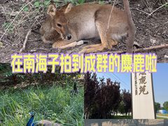 -南海子公园