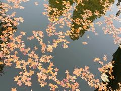 -香山公园