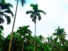 -中国科学院西双版纳热带植物园