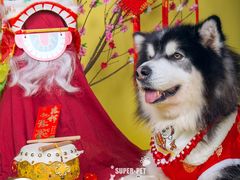 -超宠爱宠物摄影-Super pet