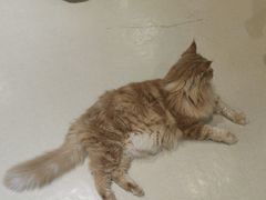 -藏猫猫咖啡主题馆(中央大道店)