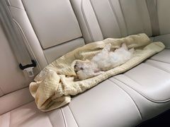 -顺强宠物诊所·狂犬免疫·夜诊·骨科(嘉定店)
