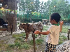 -上海野生动物园老虎餐厅