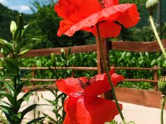 -青峰峡国家森林公园