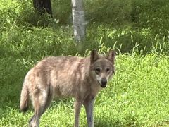 -秦皇岛野生动物园