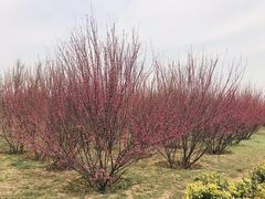 -洨河生态公园