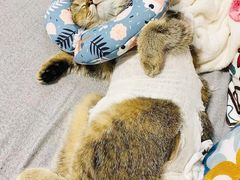 -喜多萌中农锦绣动物医院24H·猫科·牙科MRI·CT