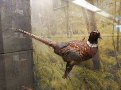 -下渚湖国家湿地公园科普馆