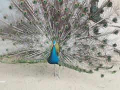 -秦皇岛野生动物园