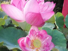 -莲花池公园