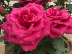 -武汉紫薇都市田园