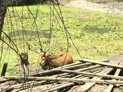 -溱湖国家湿地公园