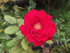 -九鼎轩脆毛肚火锅(商业街店)