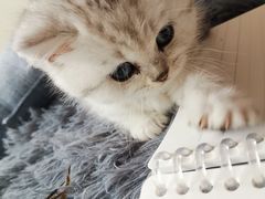 -翊宠yipet猫狗购宠庄园犬舍•猫舍