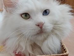 -有猫主题·治愈系猫咖(曾厝垵店)