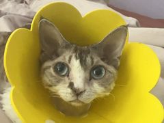 -爱侣宠医·鹦鹉专科·小型哺乳类·异宠专科(灵石路店)