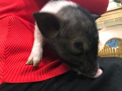 -藦茜花园宠物主题亲子互动体验馆(国顺东路店)