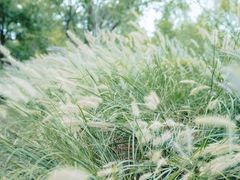 -梁鸿国家湿地公园