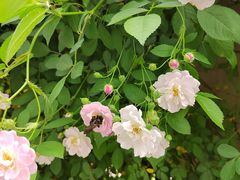 -无锡师范学校附属小学(学前街校区)