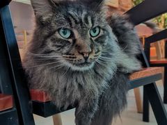 -豆逗聊愈猫阁Easy Life