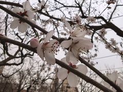 -桃花堤公园
