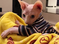 -糯米喵星人总部直营旗舰店·猫舍·幼猫出售