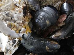 -宾朋海鲜特色美食餐厅·纯手工鲅鱼水饺(兴海路店)