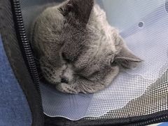 -佳怡动物医院·平价24小时·猫专科骨外科